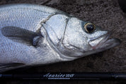 Ripple Fisher Avarice