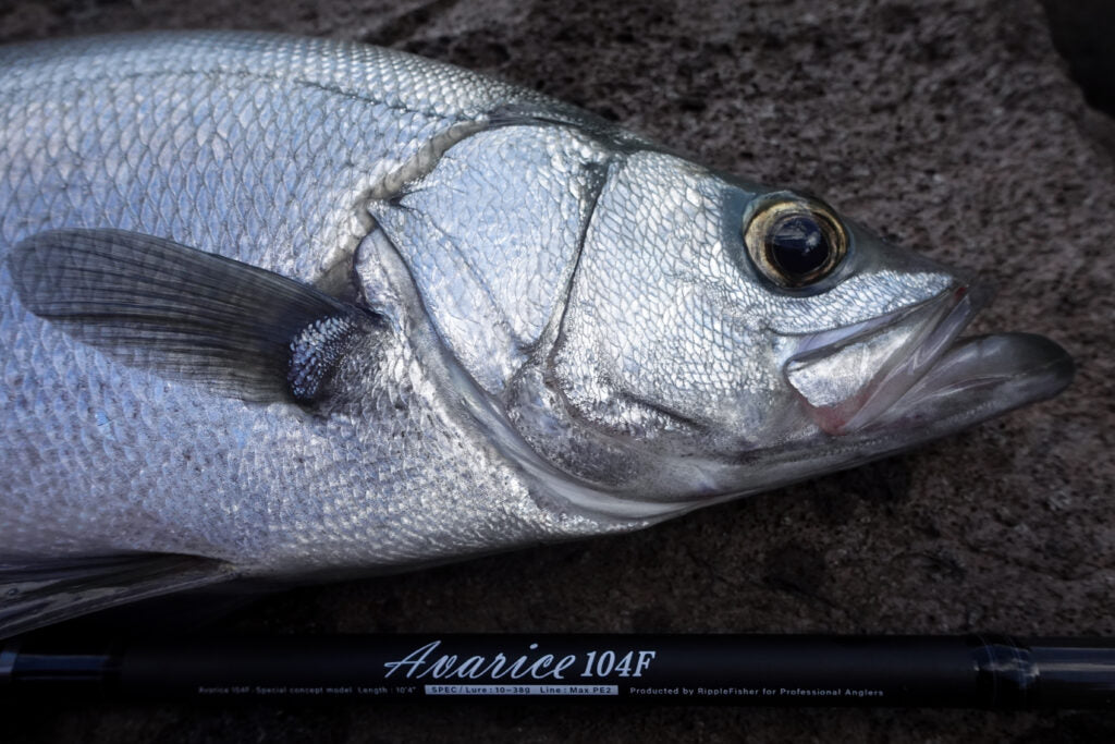 Ripple Fisher Avarice
