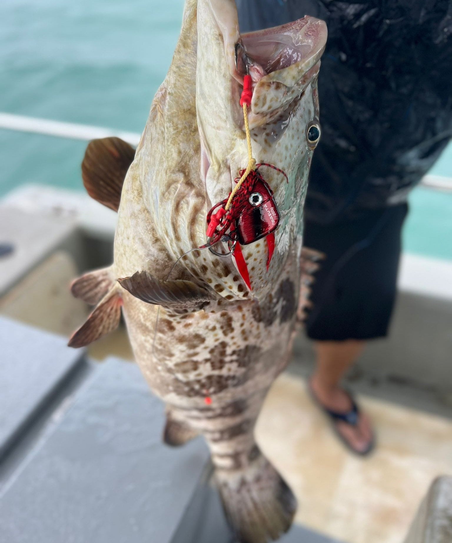 Masuta_Madai_-_Monster_Grouper_1_Close_Up.jpg